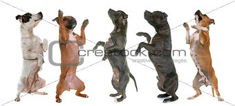 staffordshire bull terriers standing up