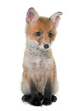 fox cub in studio