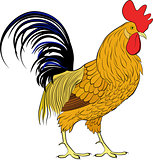 Cock, orange cartoon farm bird rooster on white background