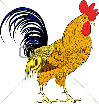 Cock, orange cartoon farm bird rooster on white background