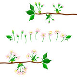 Cherry Blooming Process Illustration