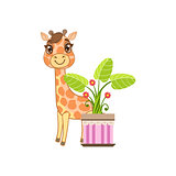 Giraffe Behind The Flower In Pot