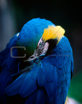 Sleepy Macaw