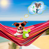 dog on hammock in summer 