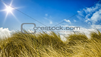 grass and sky background