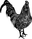 Cock. Poultry rooster. Farmer bird cock.