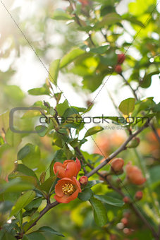 Japan quince is blooming