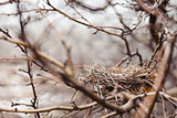 Nest in the autumn garden