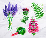 Flower grass lavender, thistle, foxgloves, fern