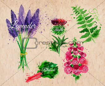 Flower grass lavender, thistle, foxgloves, kraft