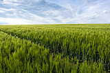 Green cornfield and sky