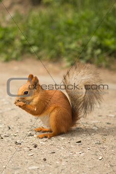 ittle red squirrel eating sunflower seeds