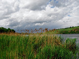 dry cane on the river