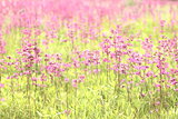 photo of spring meadow with pink wildflowers, selective focus