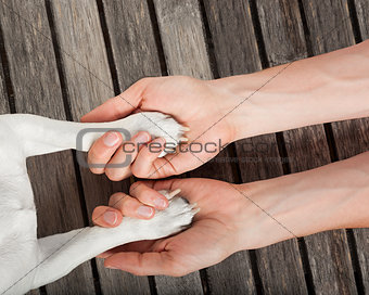 dog handshake 