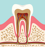 tooth teeth cell structure anatomy with flat style