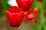 Tulip spring flower, the primrose