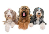 Briard and bearded collies in studio