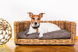 dog relaxing in his bed place
