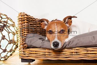 dog relaxing in his bed place
