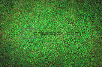 Background of grass field with clover