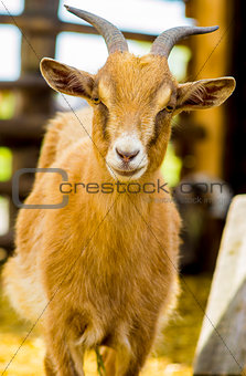 goat. pet goat. animal goat. Goat on the farm. Young horned goat