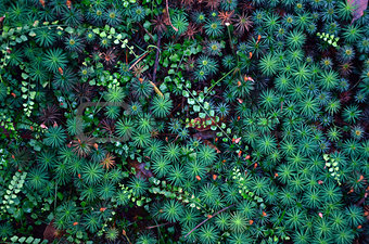 Emerald cosmos of moss