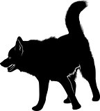 laika. Siberian Laika. Husky dog. Husky dog pet favorite of black silhouette isolated on white background