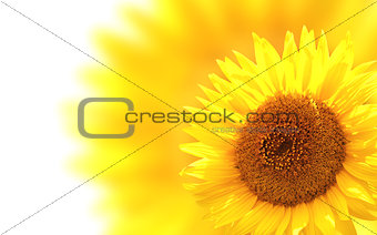 Decorative background with sunflower