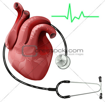 Realistic human heart and stethoscope