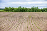 Country farm landscape - plowed field and trees. Agriculture beginning of spring.