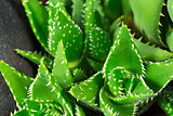 Detail of Aloe Vera Plants