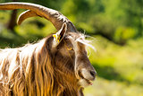 Mountain Male Goat - Italian Alps