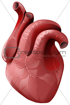 Realistic human heart. Healthy internal organ