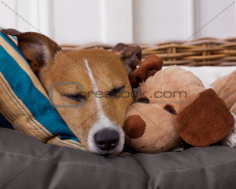 cozy  dog in bed with teddy bear