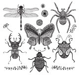 Vector Collection of Black Hand Drawn Doodle Insects