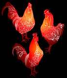 cock. cock bird. cock bird farm. red cock. red cock on a black background.