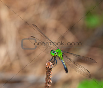 Sitting dragonfly