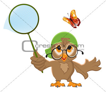 Owl Catches butterfly. Bird and butterfly net