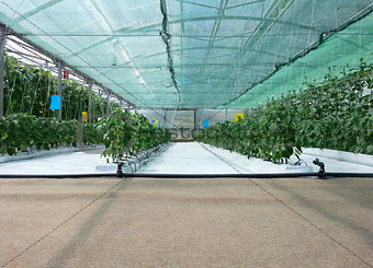 Inside Hydroponic Hothouse