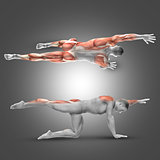 3D male figure in alternate arm/leg raise pose