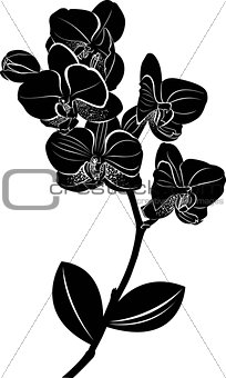 orchids. vector illustration. Isolated orchids on a white background. Orchids. Orchid flowers.