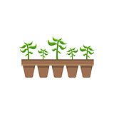 Five Plants In Pots