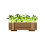 Plants In A Wooden Crate