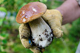 White mushroom in hand