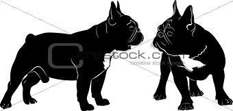 Dog Bulldog. The dog breed bulldog.Dog Bulldog black silhouette vector isolated on white background.