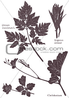 Set Herbarium of grass leaf