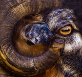 portrait of a ram. a ram. a ram eye. farm animal a ram.