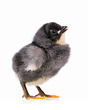 Black chicken isolated on white