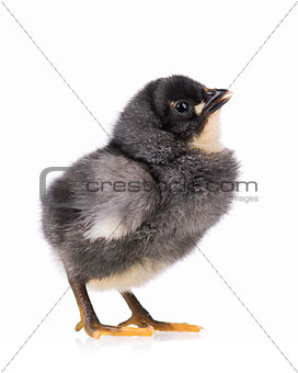 Black chicken isolated on white